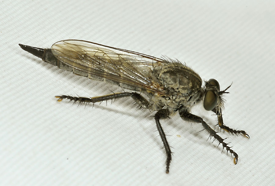 Asilidae da det 3